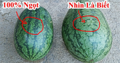 Vì sao khi mua dưa hấu người ta hay vỗ vào thân vỏ?