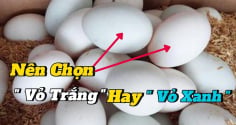 Chọn trứng vịt nên chọn quả vỏ xanh hay vỏ trắng?