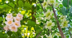 Hiện tượng cây hạnh phúc nở hoa mang ý nghĩa gì? 5 điều gia chủ nên biết khi trồng loại cây này