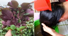 Cách gội đầu bằng lá tía tô giúp sạch gàu, tóc bồng bềnh, tóc con mọc lên tua tủa