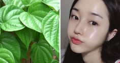 Cách dùng lá trầu không trị sạch mụn, thu nhỏ lỗ chân lông, làm trắng da hiệu quả