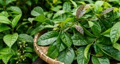 Lá xạ đen  tốt nhưng không phải ai cũng nên dùng, những lưu ý cần biết tránh tác dụng phụ