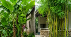 Người xưa dặn 3 cây trồng trước nhà thì xấu, chuyển gia sau nhà là trấn giữ của cải