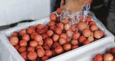Vải thiều vào mùa: Mẹo bảo quản cả tháng vẫn tươi roi rói, không thâm vỏ hay chảy nước