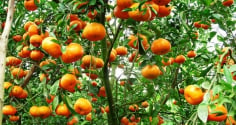 Cổ nhân dạy: Trồng 3 cây này trước cửa nhà để con cháu hưởng phúc, thịnh vượng suốt 3 đời