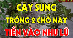 Trồng cây Sung trước cửa nhà có tốt theo phong thủy không?