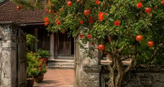 Vì sao nhiều nhà giàu xưa thích trồng cây lựu trước nhà? Hóa ra vì lý do này