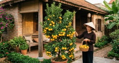 Nên trồng bưởi hay cam trước sân nhà? Chuyên gia cây cảnh đưa ra lời khuyên bất ngờ