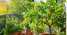 Vì sao nên trồng cây chanh, không chỉ cho quả, loại cây này còn mang đến nhiều lợi ích bất ngờ