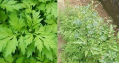  Vì sao người xưa dặn con cháu nên trồng ngải cứu trước cửa nhà? Hóa ra vì điều bất ngờ này