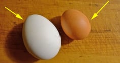 Trứng gà vỏ trắng và vỏ nâu, loại nào bổ hơn?