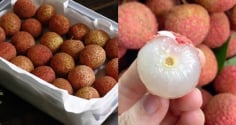 Cách bảo quản vải cả tháng vẫn mọng nước, tươi như mới hái: Mua về đừng vội cất tủ lạnh