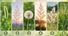 Quiz: Chọn 1 bông cỏ để xem chỉ số may mắn của bạn sắp tới cao hay thấp