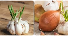 Tỏi mọc mầm có ăn được không?