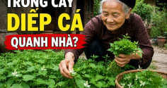 Vì sao người xưa rất thích trồng cây diếp cá quanh nhà?