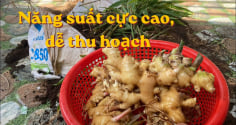 Cách trồng gừng trong bao tải, củ nhiều, thu hoạch dễ
