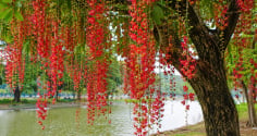 Cây lộc vừng nở hoa mang ý nghĩa gì? Người xưa coi là tín hiệu tốt nhưng cần lưu ý vài điều