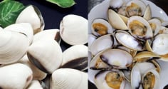 Mẹo để ngao nhả sạch cát nhanh: Đừng chỉ ngâm nước, nhiều người đang làm sai từ bước đầu