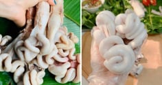 Luộc tràng lợn bao nhiêu phút thì chín? Ăn vừa giòn vừa thơm, trắng bong đẹp mắt