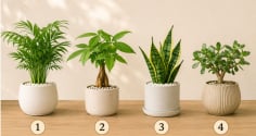 Quiz: Chậu cây bạn thích nhất có thể phản ánh xu hướng vận trình tuần tới sẽ lên hay xuống