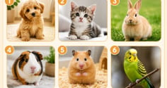 Chọn 1 hình ảnh thú cưng bạn yêu thích nhất để xem bạn có phải là người dễ bị lừa không
