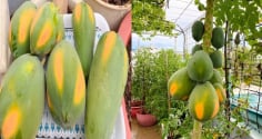 Có nên trồng cây đu đủ trước cửa nhà?