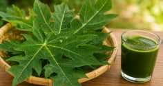 Lá đu đủ có công dụng gì? Những trường hợp không nên dùng tùy tiện