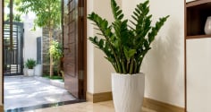  Vì sao nhiều gia đình đặt cây kim tiền gần cửa?
