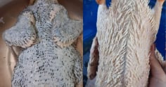 Cách nhổ sạch lông măng, khử mùi hôi của vịt