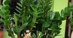 Cây kim tiền kỵ nhất 2 mệnh này: Trồng là 'nghèo bền vững', của cải 'đội nón ra đi'