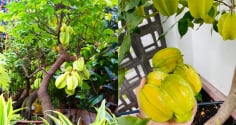 Cách trồng khế trong chậu nhanh có quả, quả sai trĩu cành