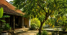 Vì sao người xưa thích trồng cây khế trong sân vườn nhà?