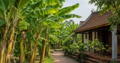 Vì sao người xưa nói không trồng chuối trước nhà nhưng chuyển ra sau nhà lại rất tốt?