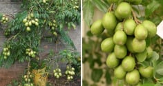 Cách trồng cóc Thái trong chậu cho quả sai trĩu chỉ sau vài tháng
