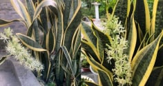 Cách trồng lưỡi hổ đẻ nhiều nhánh, sớm ra hoa