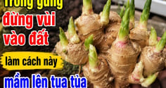 Trồng gừng đừng vùi vào đất, làm cách này mầm lên tua tủa