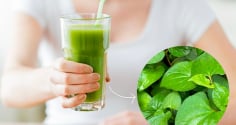 Rau diếp cá có thực sự tốt cho da mụn? Những công dụng và lưu ý cần biết khi sử dụng