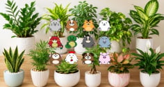 Gợi ý chọn cây cảnh phong thủy phù hợp cho từng con giáp để hút tài lộc, tạo không gian sống hài hòa