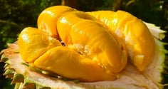 Người mắc 1 trong 5 bệnh này tuyệt đối đừng ăn sầu riêng