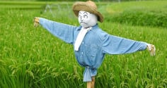 Tại sao bù nhìn trên đồng có thể đuổi được các loài chim thông minh?