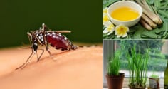 Cách đuổi muỗi không cần hóa chất: Đơn giản, an toàn mà hiệu quả