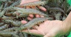 Đi chợ nhìn vòa chỗ này biết ngay tôm tươi hay không: Chị em nào cũng nên biết