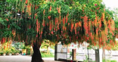 Tại sao không nên trồng cây lộc vừng trước cửa?