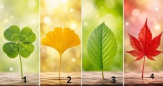Chọn 1 chiếc lá cỏ may mắn để xem vận khí của bạn đang lên hay xuống