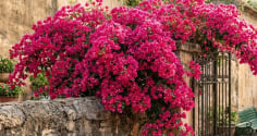 Loại nước tưới giúp hoa giấy trổ bông kín cành, càng nở càng rực rỡ