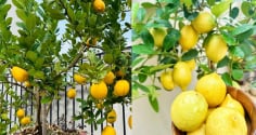 Cách trồng chanh vàng sai trĩu quả, thu hoạch quanh năm