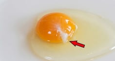 Trứng gà đập ra có sợi trắng đục: Có ăn được không?