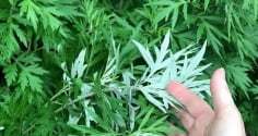 Tại sao người xưa khuyên trồng ngải cứu trước nhà?