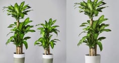 Vị trí tốt nhất để trồng cây thiết mộc lan: Đặt đúng chỗ mới hút tài lộc, gia chủ thêm vượng khí