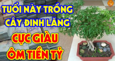 Cây đinh lăng trấn giữ của cải đừng trồng linh tinh: Trồng vị trí này hút tài lộc vào nhà